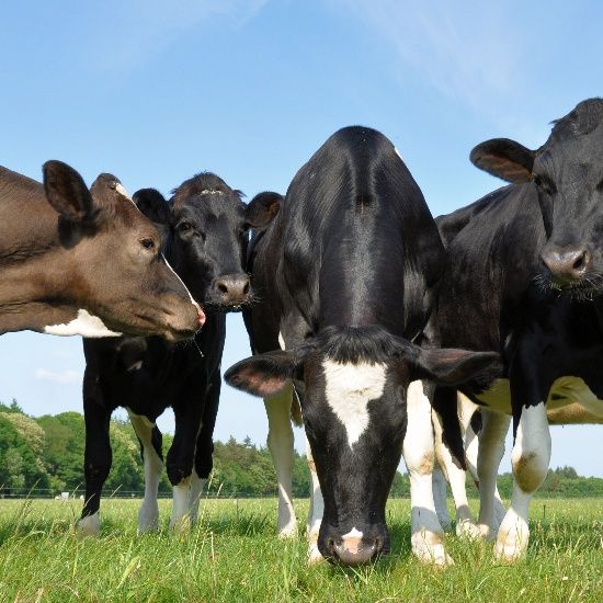 Cattle Bedding Limestone